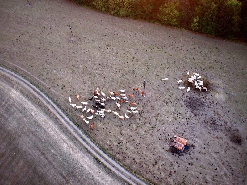 Výhled z horkovzdušného balónu na stádo zvířat